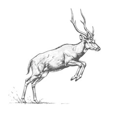 Calamian Deer – Axis calamianensis. Agile leaping deer sketch showcases a graceful animal motion smoothly. Wildlife illustration concept