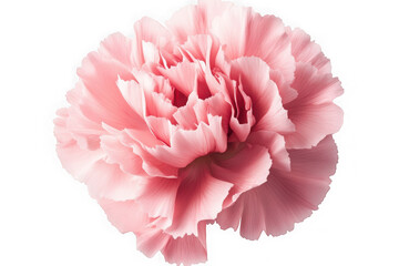 Beautiful pink carnation flower blossom bloom petals floral design element stock image photography isolated on transparent background