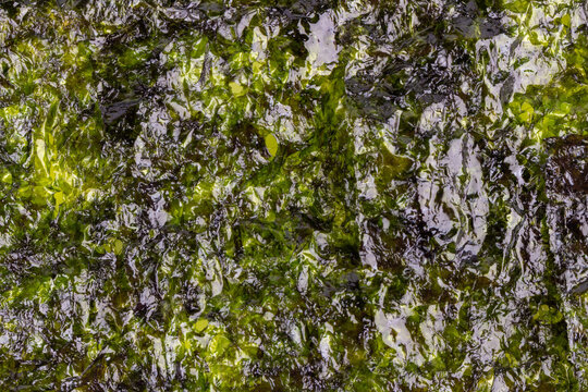 Seaweed texture image sheets korean