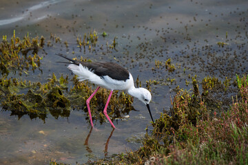 Black-winged Stilt Foraging in a Coastal Wetland