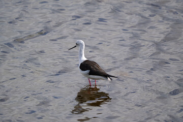 Elegant Black-winged Stilt in Reflective Waters