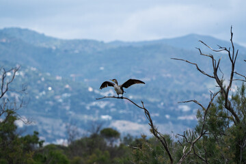 Cormorant Drying Wings on a Bare Branch Against a Mountainous Backdrop