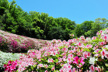なるかわ園地・つつじ園の風景