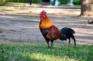 Colorful Fighting Cock in a Garden.