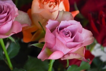 紫とオレンジのばら