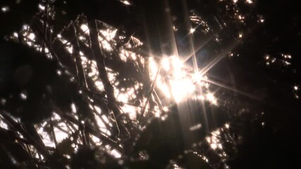 Bright, ethereal sunlight creates a dramatic starburst effect, piercing through silhouetted tree branches. This captivating lens flare offers a stunning abstract natural background, perfect for adding - Powered by Adobe