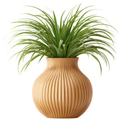 Decorative plants with long green leaves in textured round beige ceramic pot create natural and elegant atmosphere for indoor spaces