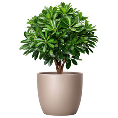Decorative plants with lush green leaves in simple beige pot create refreshing and natural ambiance perfect for indoor spaces
