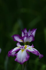 凛として優雅に咲く