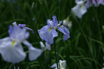 凛として優雅に咲く