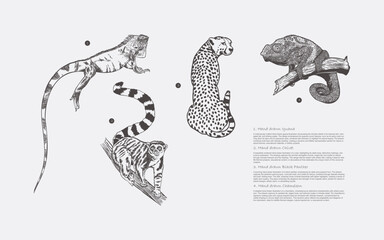 Hand Drawn Wild Animal Collection Featuring Iguana Chivet Black Panther and Chameleon