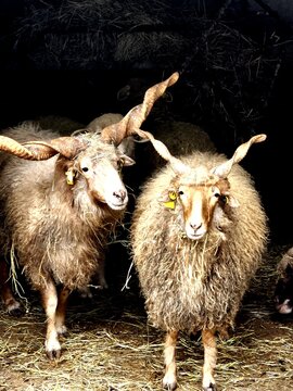 Racka sheep - long wooled sheep 