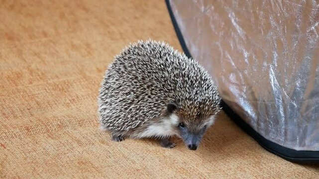 Shy Dark Pygmy Hedgehog Prepares to Curl Up