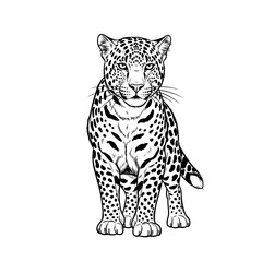 Naklejka premium Black and white illustration of a leopard standing confidently on transparent background