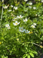 flowers in the park in summer