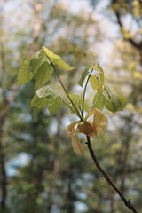 The view from a public hiking trail in Newburyport, Massachusetts. This trail is located in a wooded part of the city, not far from downtown or the ocean. The flower of a hickory tree and new leaves.