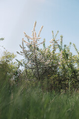 The view from a public hiking trail in Newburyport, Massachusetts. This trail is located in a wooded part of the city, not far from downtown or the ocean. Sunshine on a blooming crab apple tree.