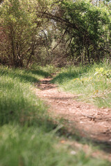 The view from a public hiking trail in Newburyport, Massachusetts. This trail is located in a wooded part of the city, not far from downtown or the ocean. People can visit to relax and enjoy nature.