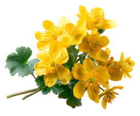 Beautiful Blooming Celandine Flower Display in Focus