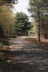 The view from a public hiking trail in Newburyport, Massachusetts. This trail is located in a wooded part of the city, not far from downtown or the ocean. The gravel bike path through the forest.