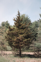 The view from a public hiking trail in Newburyport, Massachusetts. This trail is located in a wooded part of the city, not far from downtown or the ocean. A cedar tree growing next to the bike path.