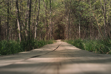 The view from a public hiking trail in Newburyport, Massachusetts. This trail is located in a wooded part of the city, not far from downtown or the ocean. A wooden bog bridge crosses a wetland.