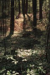 The view from a public hiking trail in Newburyport, Massachusetts. This trail is located in a wooded part of the city, not far from downtown or the ocean. People can visit to relax and enjoy nature.
