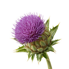 Milk Thistle isolated white or transparent background 