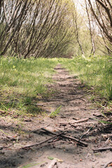 The view from a public hiking trail in Newburyport, Massachusetts. This trail is located in a wooded part of the city, not far from downtown or the ocean. People can visit to relax and enjoy nature.