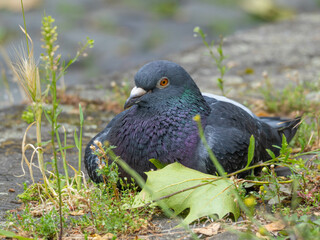 Resting City Pigeon in Duesseldorf Germany. High quality photo