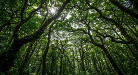 Fototapeta premium Lush forest canopy (1)