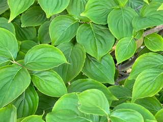 ヤマボウシの葉