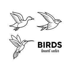Obraz premium line art vector illustration of bird