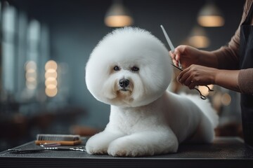 Bichon Frise receives grooming at a stylish pet salon during early evening hours