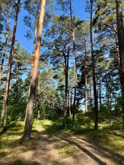 view of pine forest in the morning