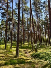 view of pine forest in the morning