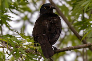 crow 