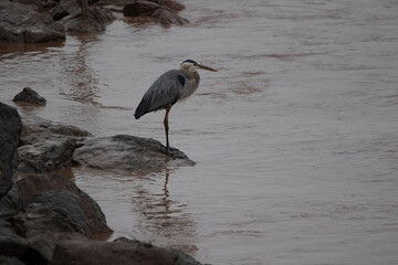 meditating Heron