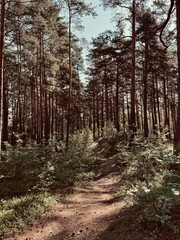 view of pine forest in the morning