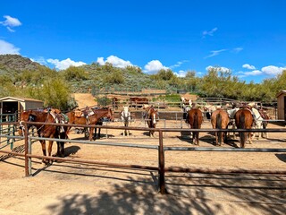 Horses Ready for Ride at Desert Ranch