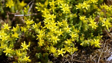 Closeup of Biting Stonecrop flowers, Derbyshire England
