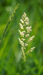 Closeup of Reed Canary Grass flowers, Derbyshire England
