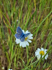 butterfly on a flower