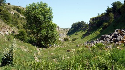 View down Lathkill Dale in June, Derbyshire England  © Judith