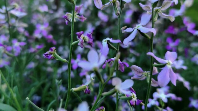 Purple matthiola flowers swaying in the breeze on a sunny summer day in the garden.
