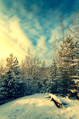 Frosty winter landscape in snowy forest. Snowy winter pine forest