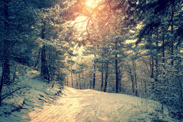 Frosty winter landscape in snowy forest. Snowy winter pine forest
