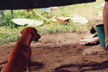 PERRO CRIOLLO MARRÓN MIRANDO A LA GATA