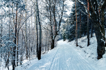 Frosty winter landscape in snowy forest. Snowy winter pine forest