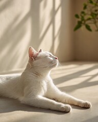 A white cat basks peacefully in warm sunlight, eyes closed and stretched out on a smooth surface with soft shadows and a blurred plant in the background.